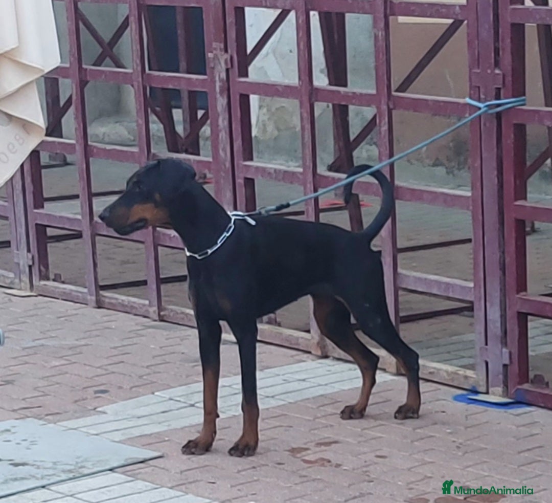 Dobermann perros en venta: Doberman de calidad  - Imagen 5