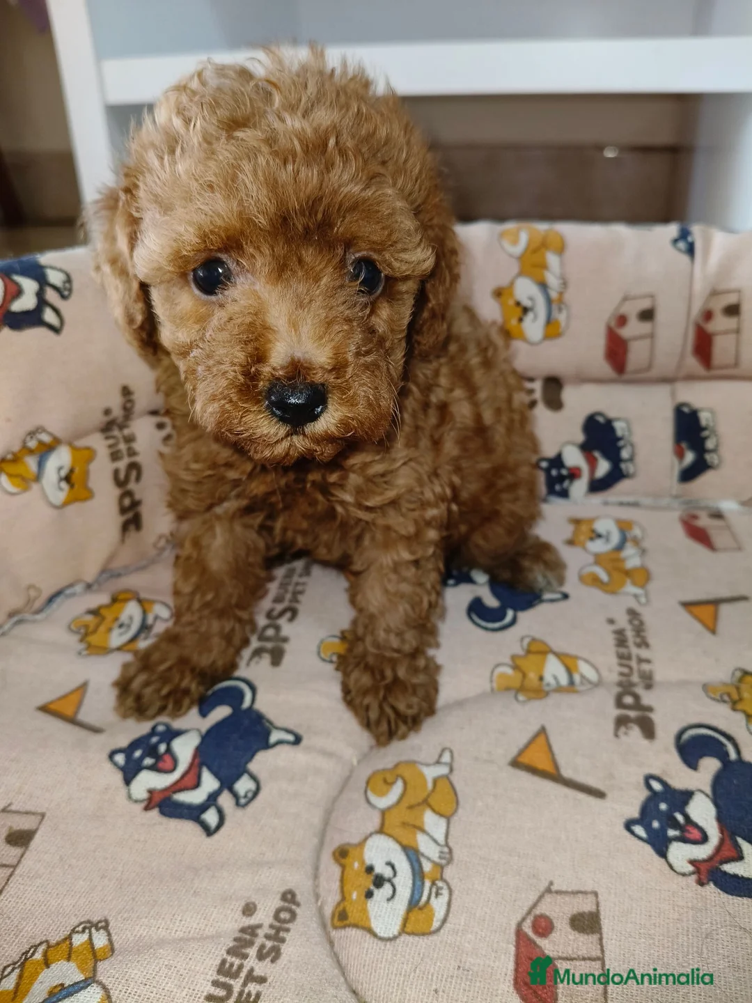 Caniche Toy perros en venta: Caniche Toy - Anuncio 1