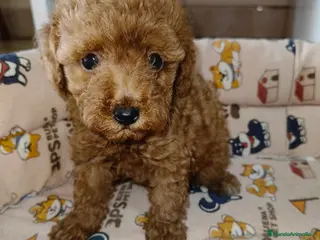Caniche Toy perros 🐩 Cachorros Caniche Toy 🐾 - Anuncio 1