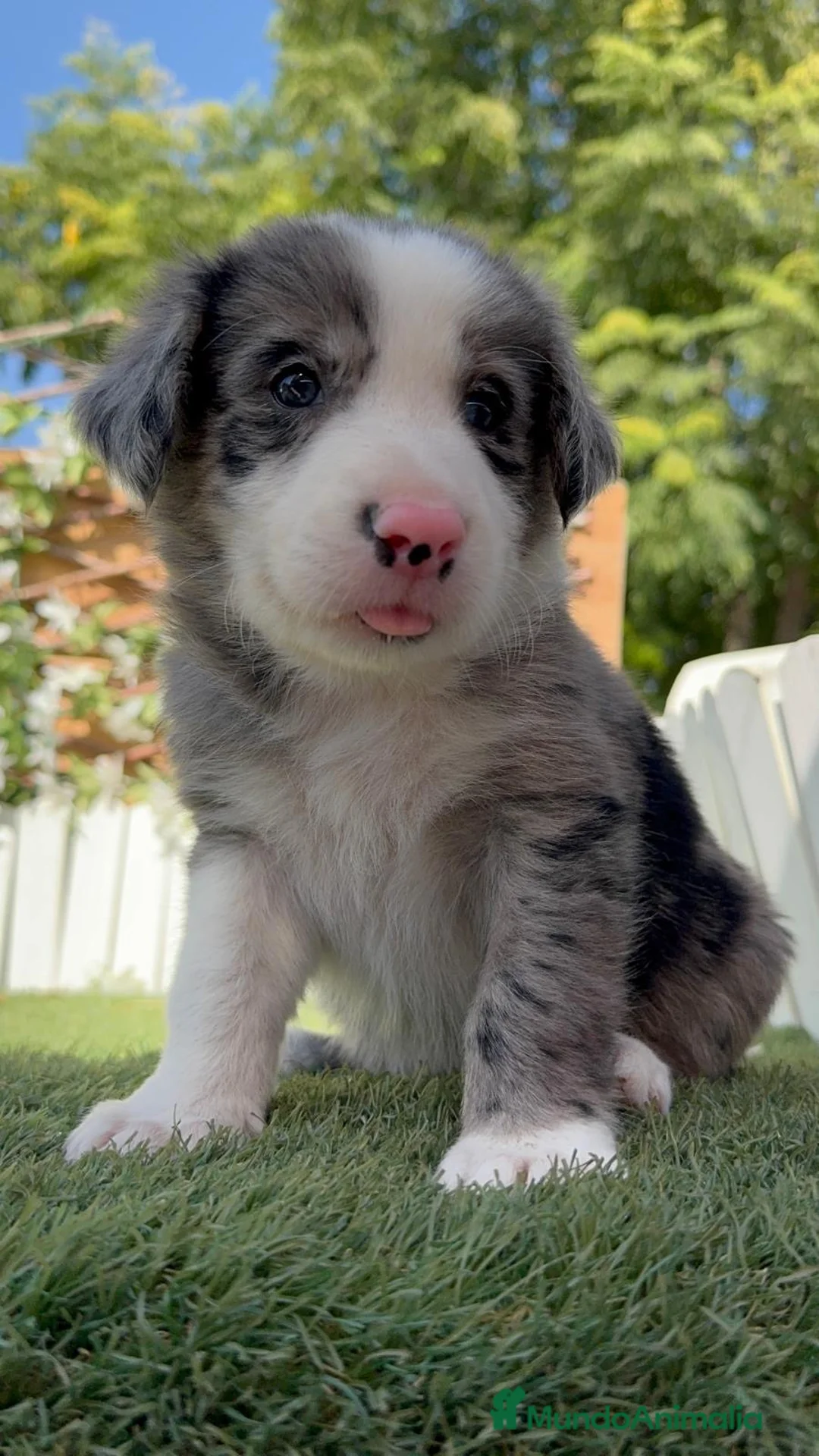 Border Collie perros en venta: BORDER COLLIE MERLE - MACHO - Anuncio 2