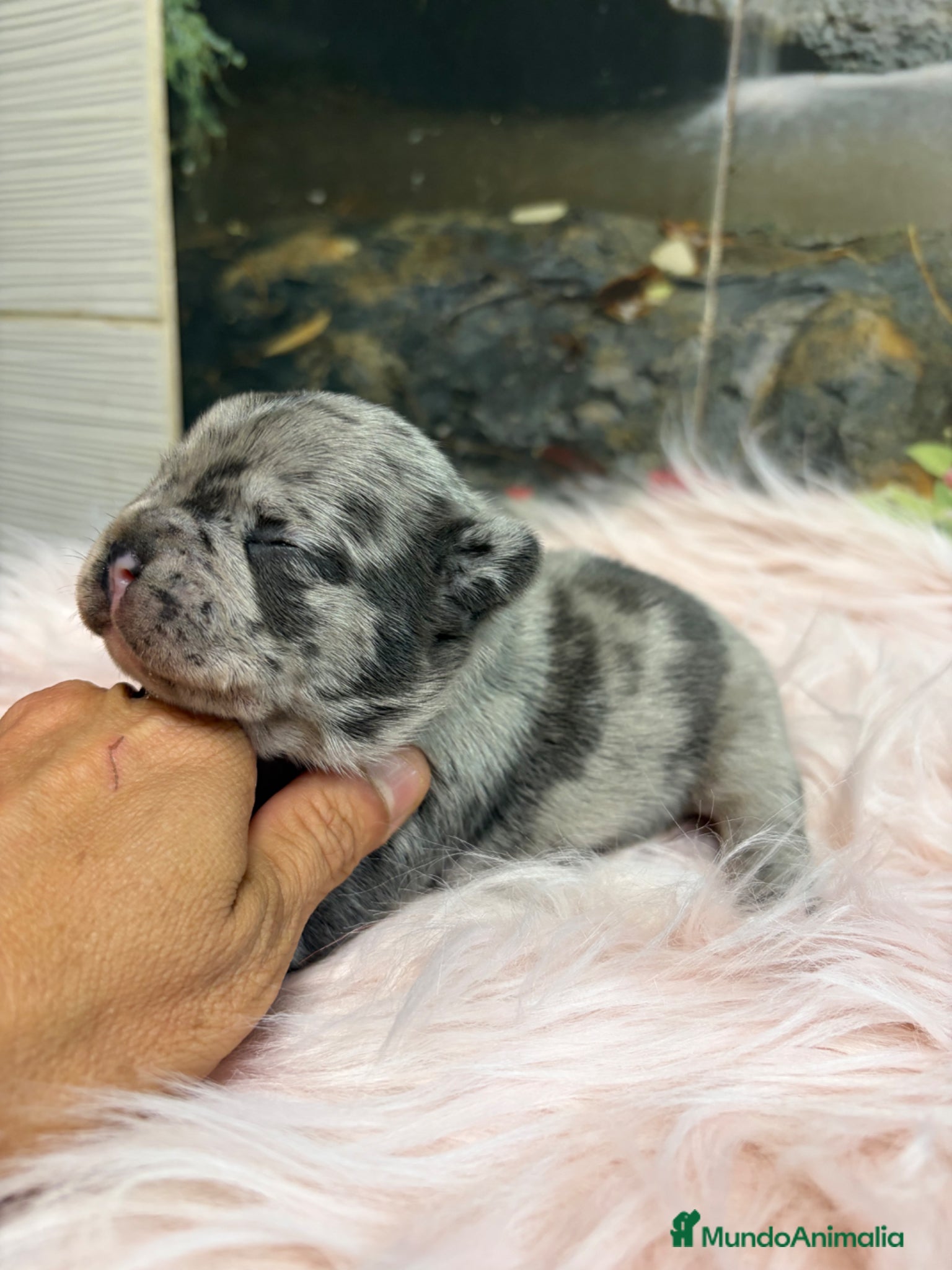 Bulldog Francés perros 👉 💎 Blue Big Rope Bulldog Francés Exclusivo - Anuncio 1