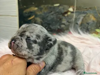 Bulldog Francés perros en venta: 👉 💎 Blue Big Rope Bulldog Francés Exclusivo - Anuncio 1