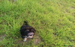 Maltipoo perros en venta: Maltipoo precio real  - Imagen 4