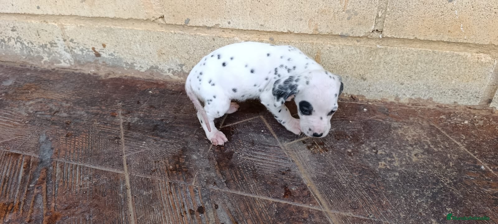 Dálmata perros Dalmata  - Anuncio 11