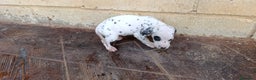 Dálmata perros en venta: Dalmata  - Anuncio 2