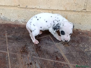 Dálmata perros Dalmata - Anuncio 10