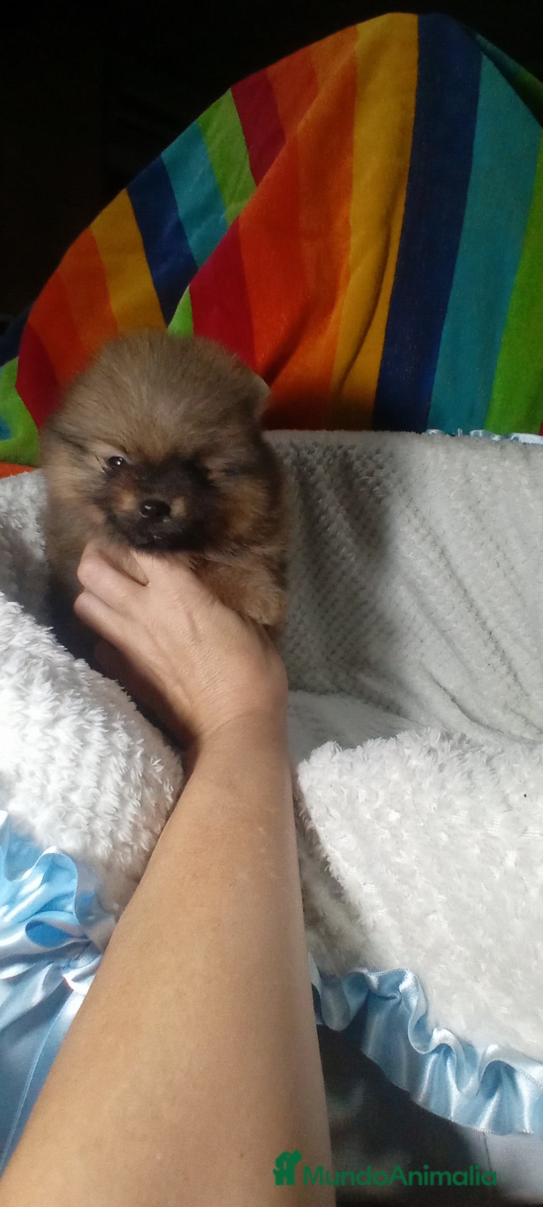 Pomerania perros en venta: Preciosos pomeranias americanos boo  - Imagen 2
