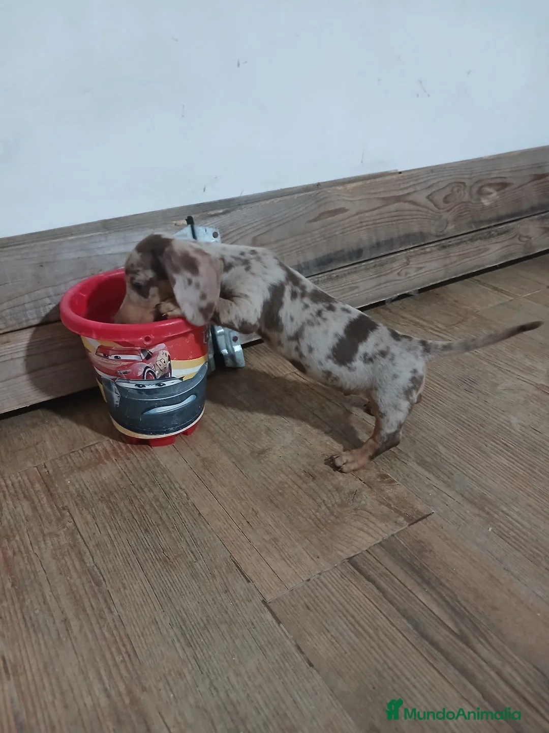 Teckel Miniatura perros en venta: Teckel miniatura merle choco - Anuncio 2