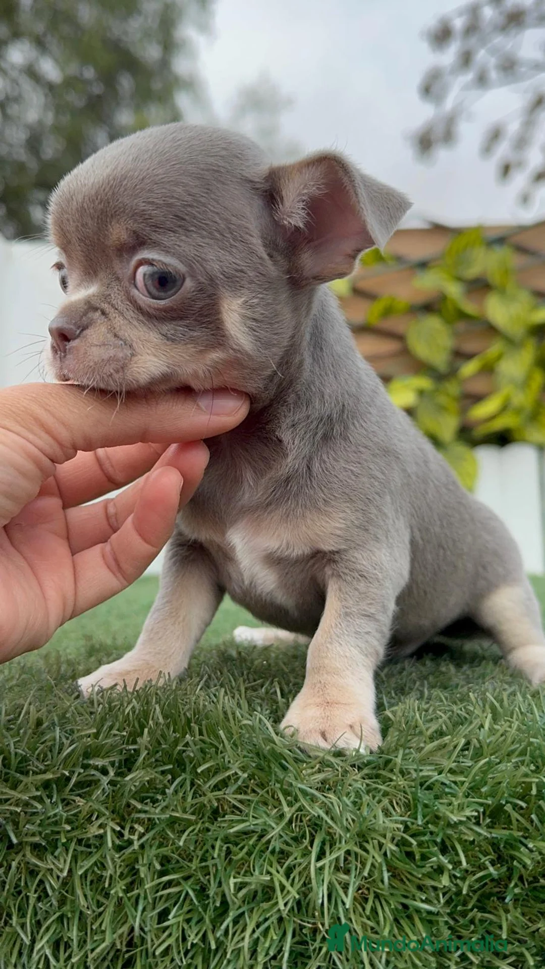 Chihuahua perros en venta: CHIHUAHUA LILAC AND TAN - Anuncio 7