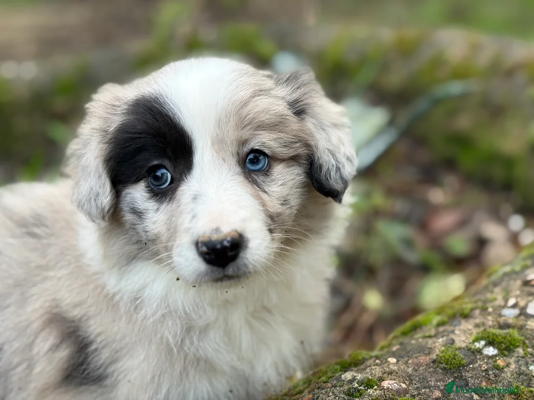 Border Collie perros en venta: 🐾 Preciosos Border Collie con pedigree 🐾 - Anuncio 4