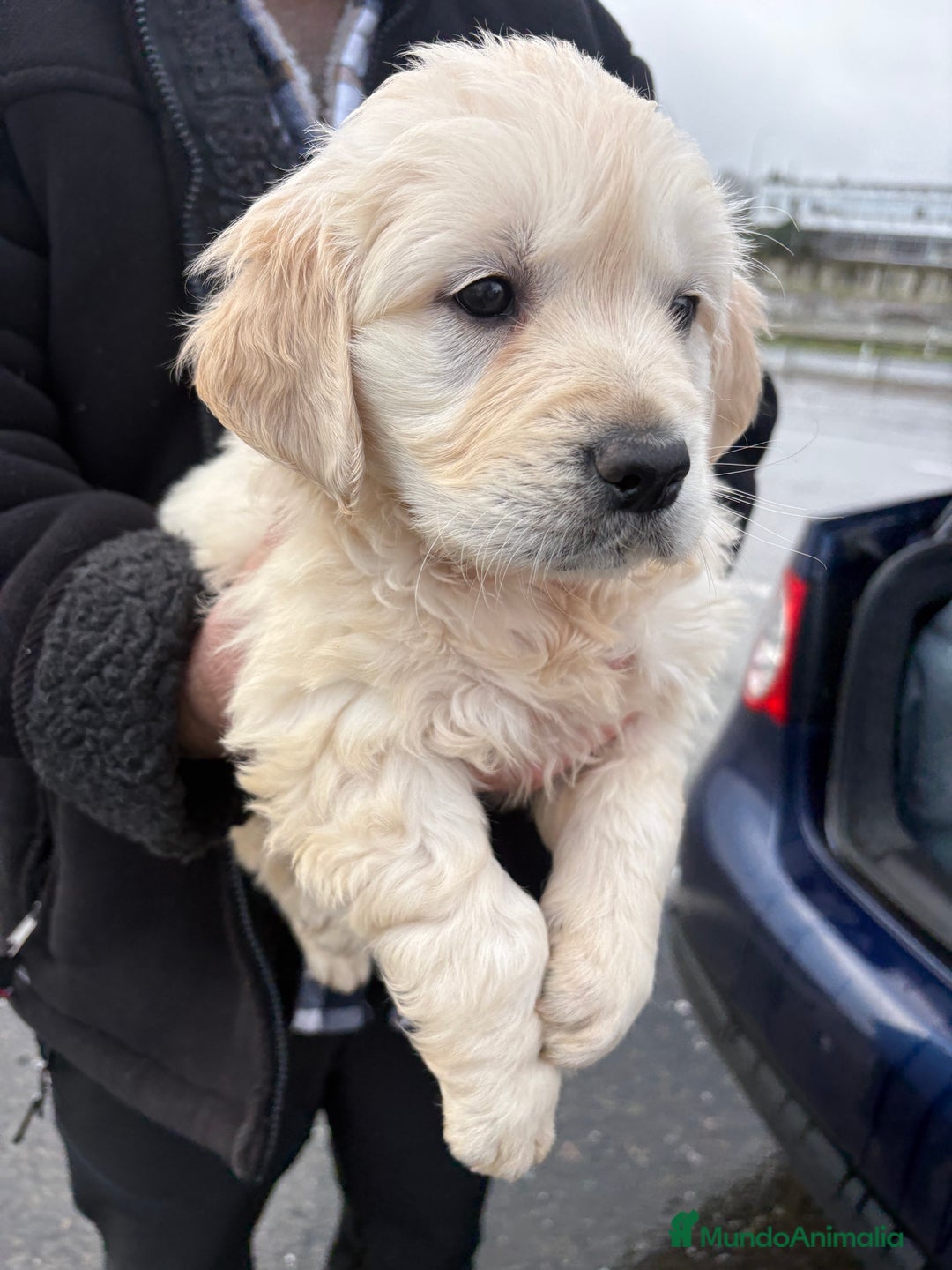Golden Retriever perros en venta: Golden Retriever un lujo de cachorro - Anuncio 8