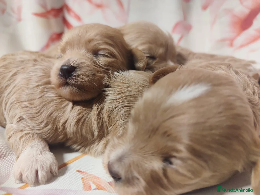 Maltipoo perros en venta: Maltipoo - Anuncio 1