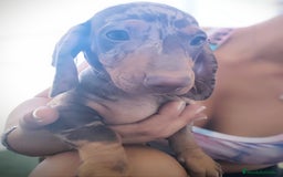 Teckel perros en venta: Teckel chocolate y Arlequín  - Imagen 2