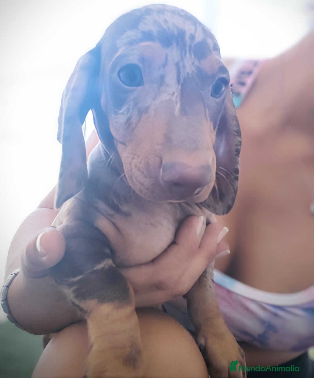 Teckel perros en venta: Teckel chocolate y Arlequín  - Imagen 2