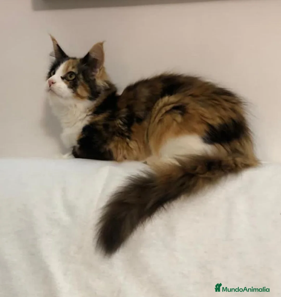 Maine Coon gatos en venta: Maine Coon Hembras - Anuncio 16