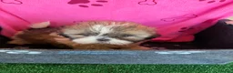 Shih Tzu perros en venta: Shihtzu hembras tricolor - Anuncio 7