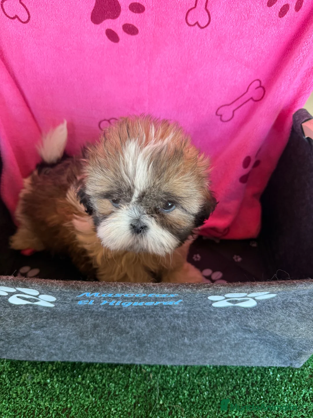 Shih Tzu perros en venta: Shihtzu hembras tricolor - Anuncio 7