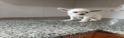 Chihuahua perros en venta: Chihuahua - Anuncio 2