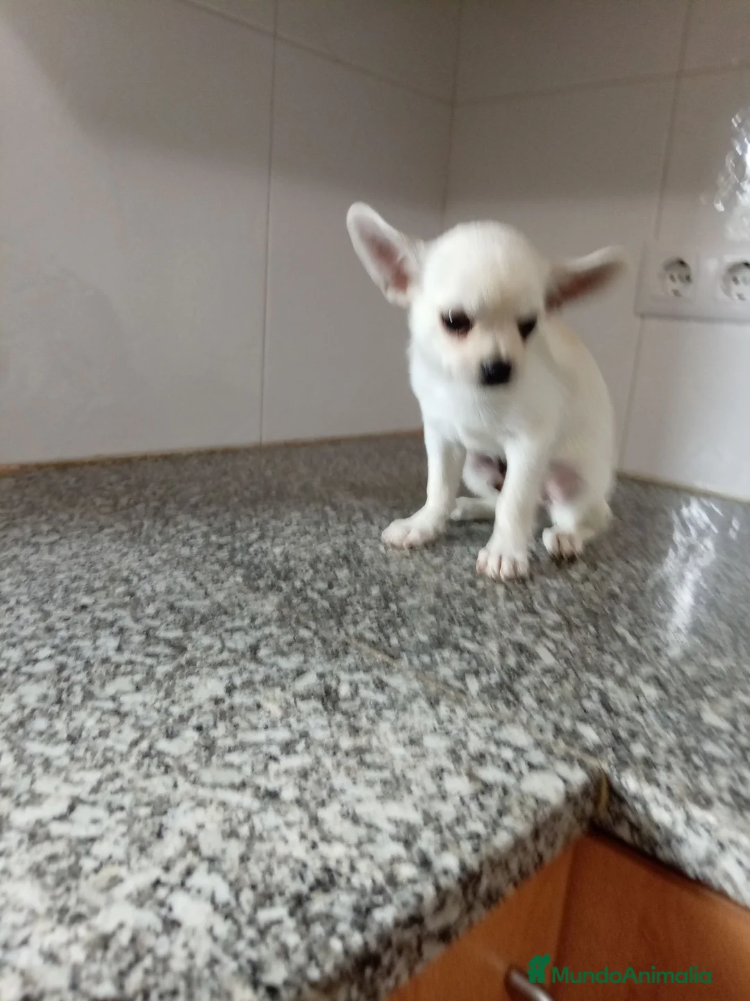 Chihuahua perros en venta: Chihuahua - Anuncio 2