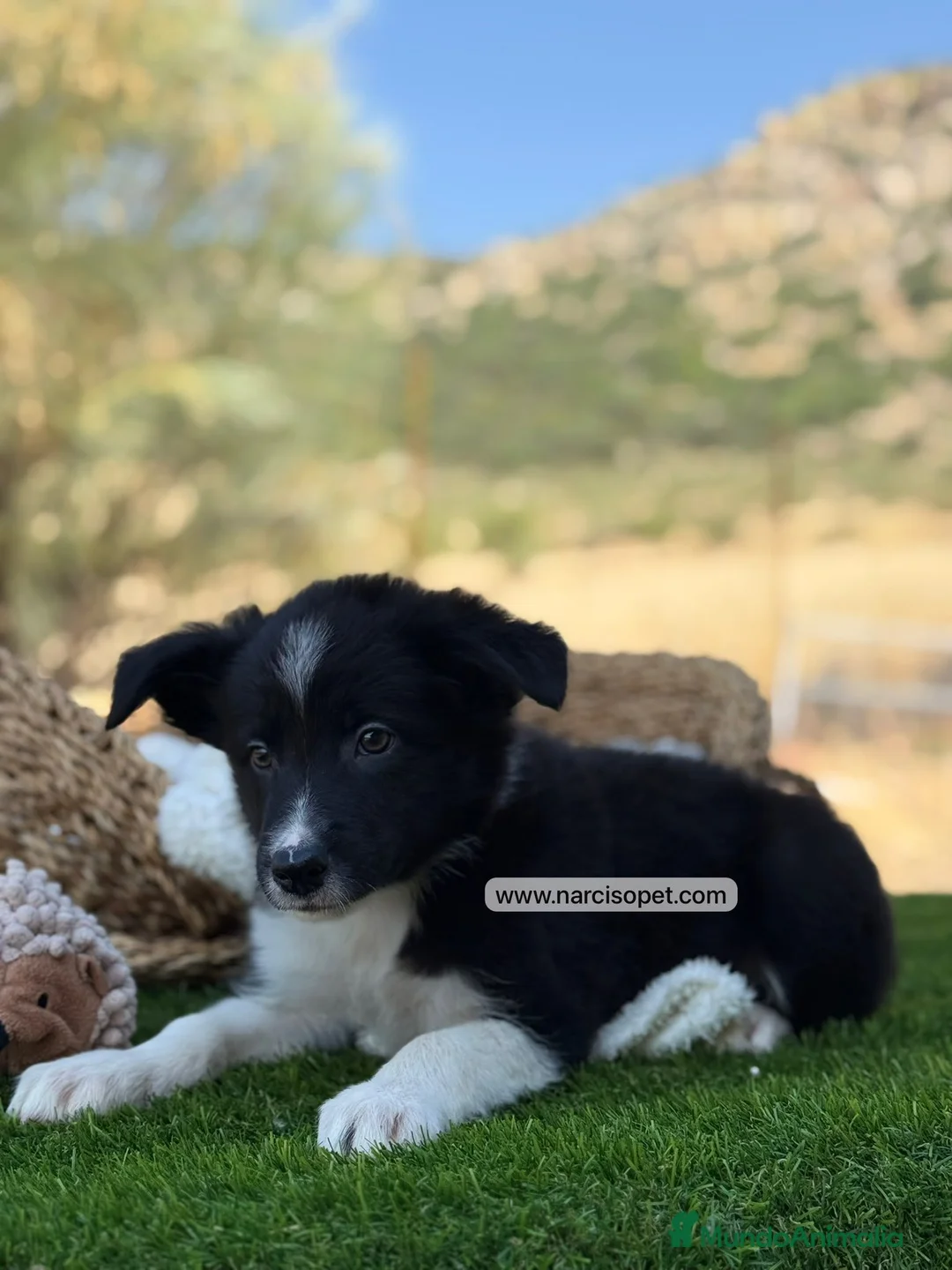 Border Collie perros en venta: CRIADERO DE BORDER COLLIE - Anuncio 2