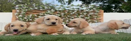 Labrador Retriever perros en venta: LABRADOR RETRIEVER - Anuncio 9