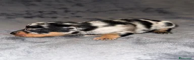 Pinscher Miniatura 1