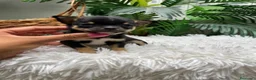 Chihuahua perros en venta: CHIHUAHUA  - Anuncio 2