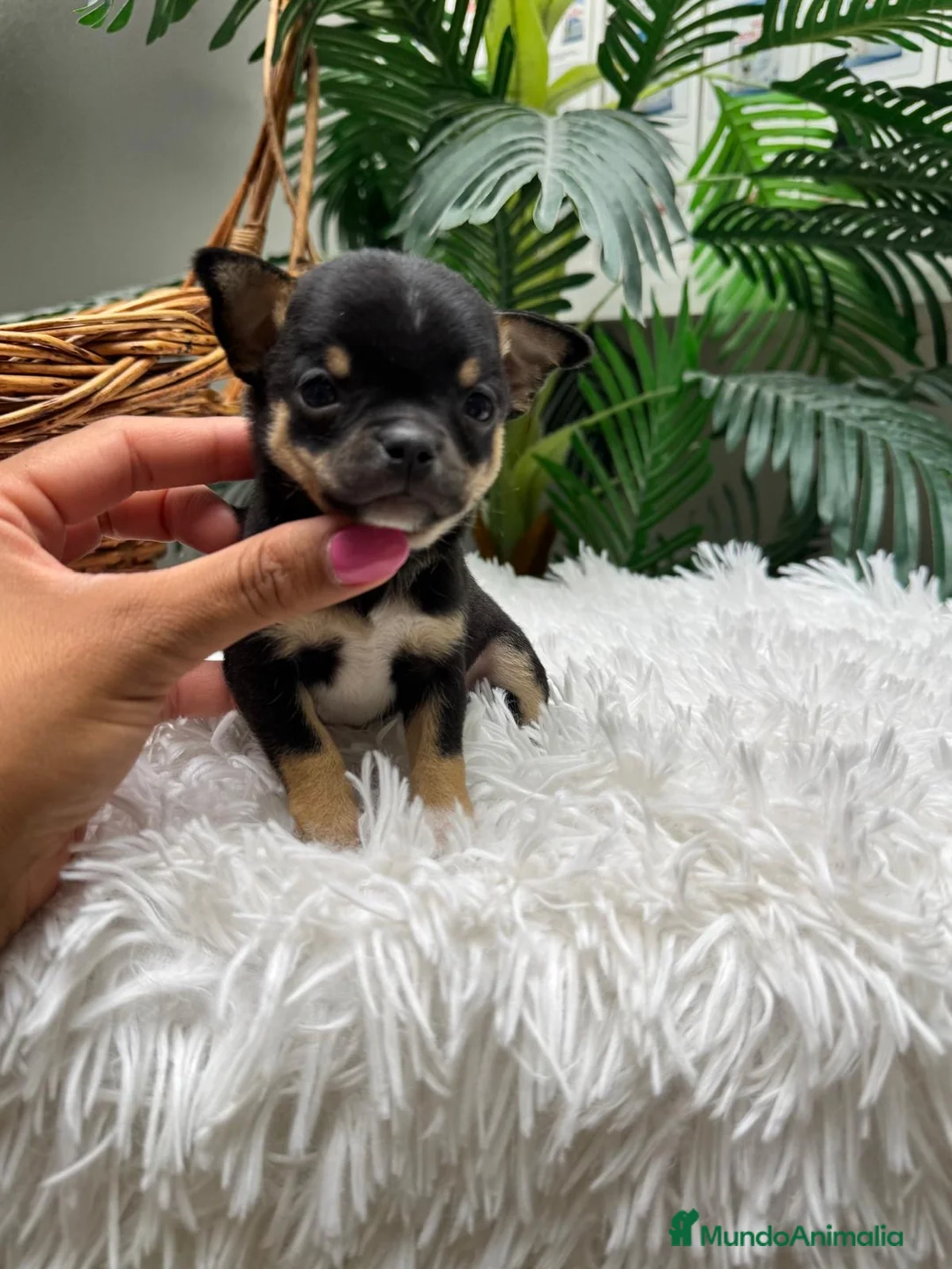 Chihuahua perros en venta: CHIHUAHUA  - Anuncio 2