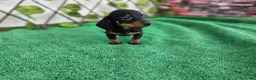 Teckel Miniatura perros en venta: TECKEL MINIATURA & KANNINCHEN - Anuncio 6