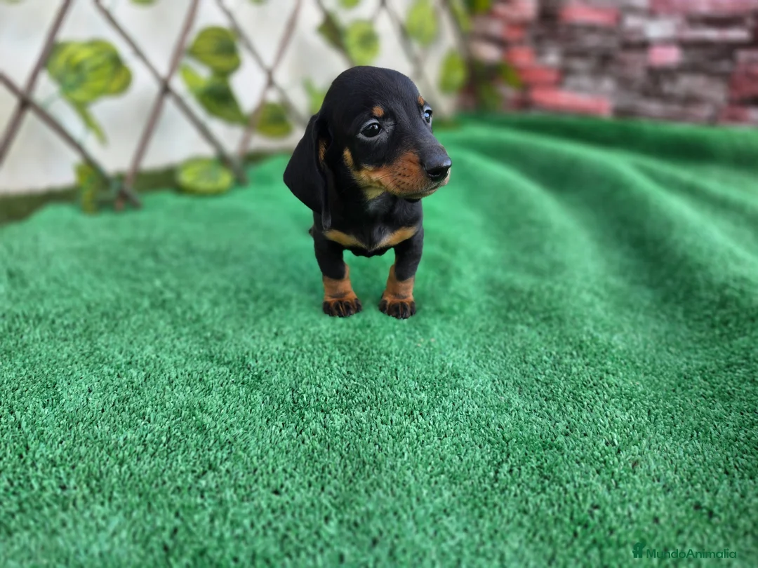 Teckel Miniatura perros en venta: TECKEL MINIATURA & KANNINCHEN - Anuncio 6