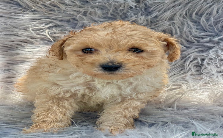 Caniche Toy perros - Propaganda 8