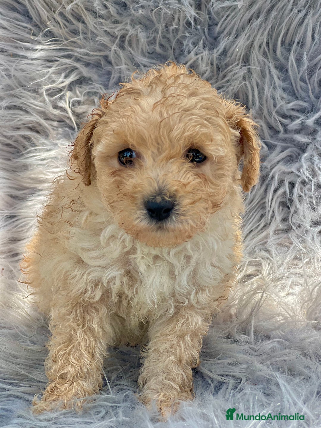Caniche Toy perros en venta: Caniche toy apricot  - Imagen 1