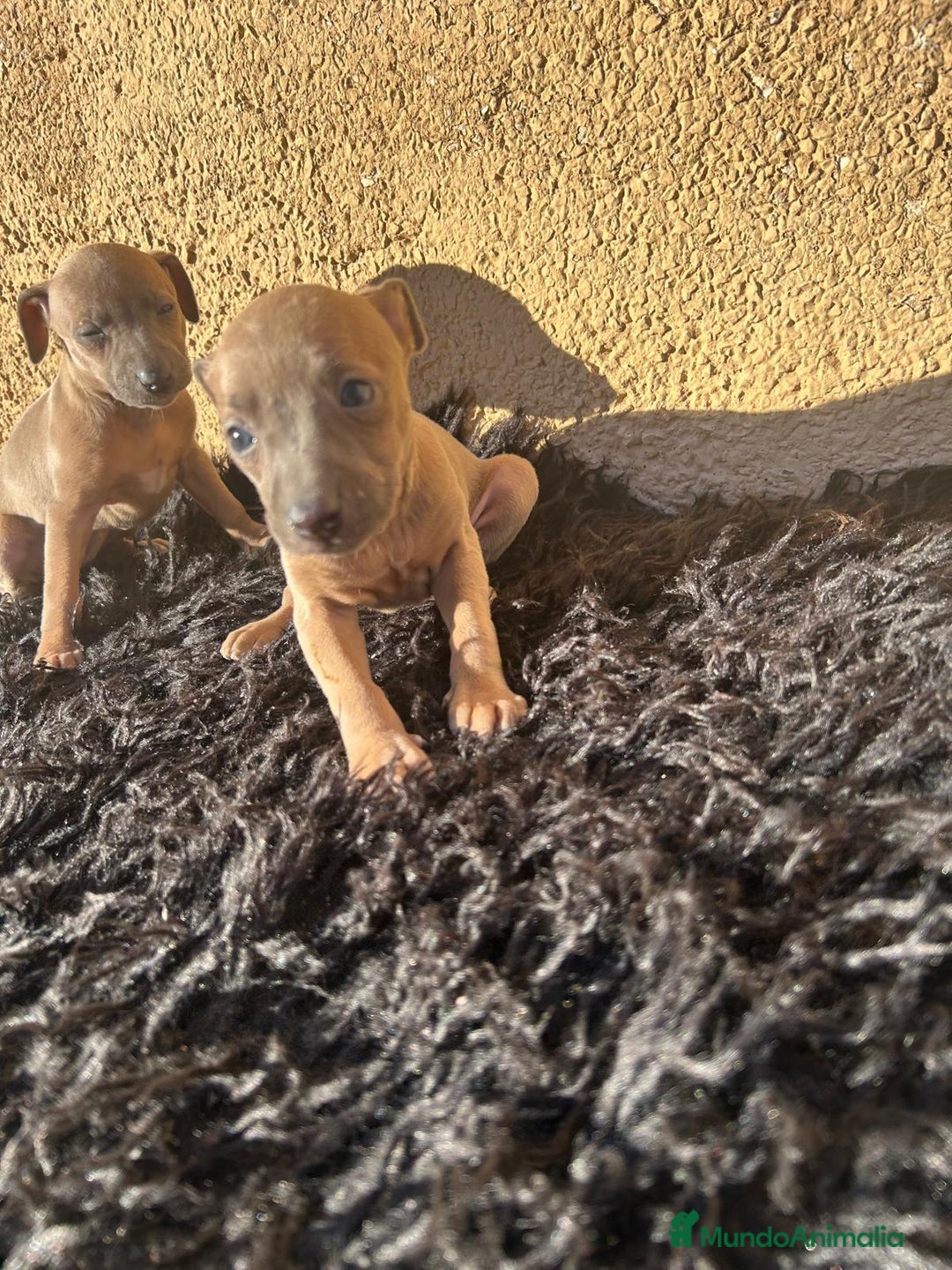 Pequeño Lebrel Italiano perros en venta: Piccolo lebrel italiano dos hembras  - Anuncio 4