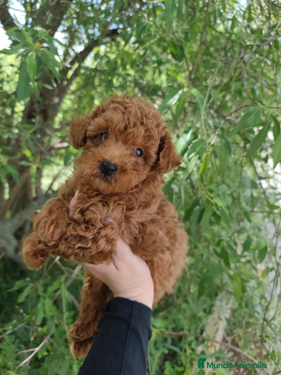 Caniche Toy perros en venta: ULTIMO DE LA CAMADA  en Zaragoza - Anuncio 2