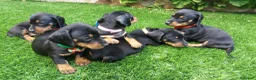 Teckel perros en venta: Preciosos Teckel negro fuego  - Anuncio 3