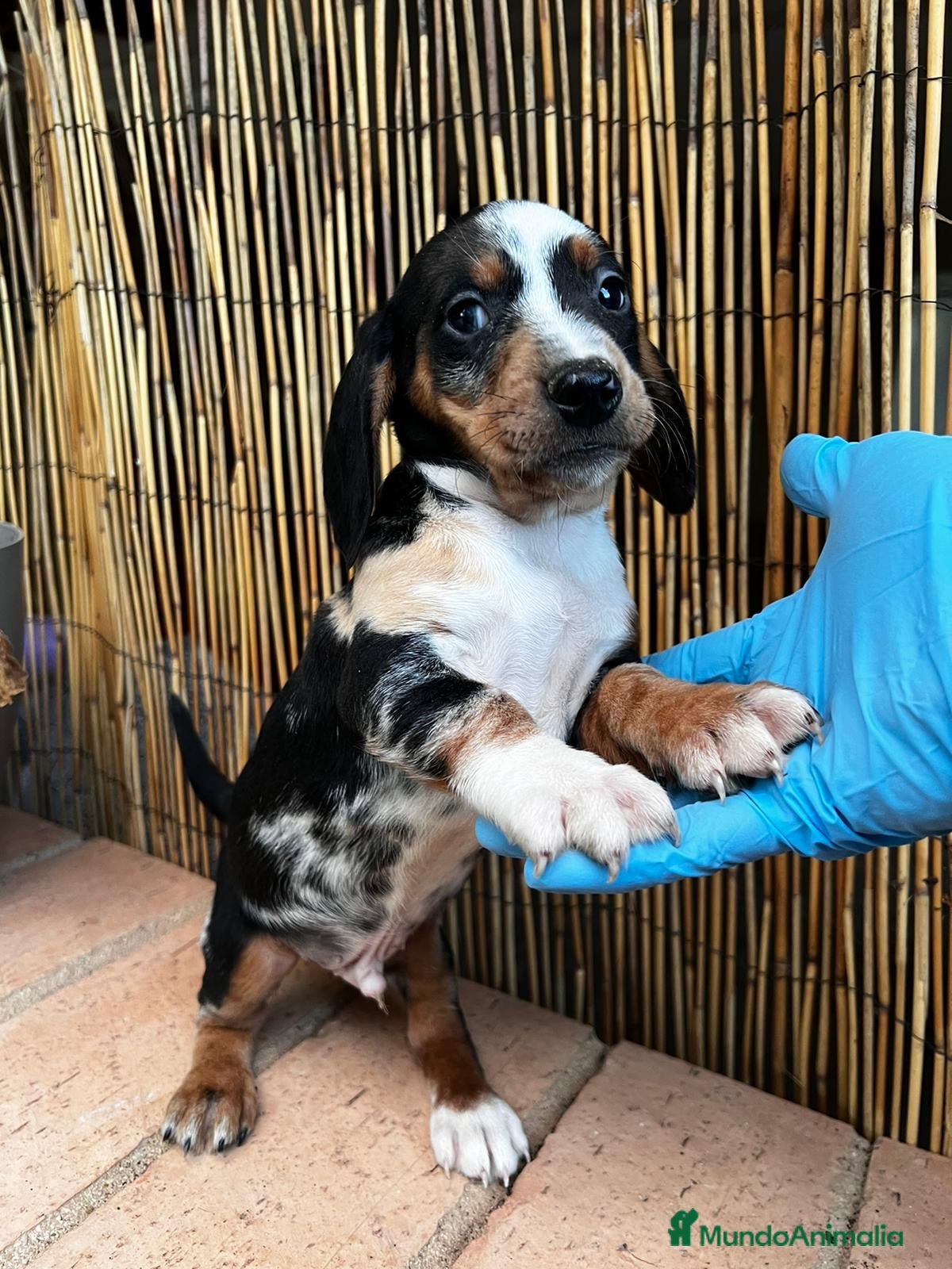 Teckel perros TECKEL//// LÍNEAS EXCLUSIVAS  en Badajoz - Anuncio 2