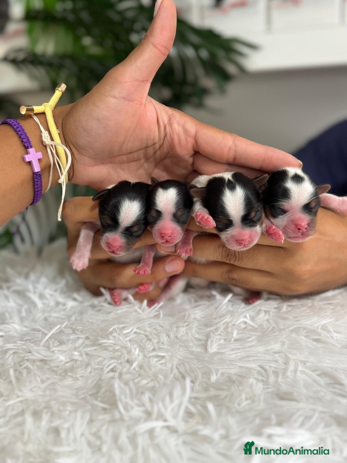 Yorkshire Terrier perros en venta: YORKSHIRE BIEWER - Anuncio 5