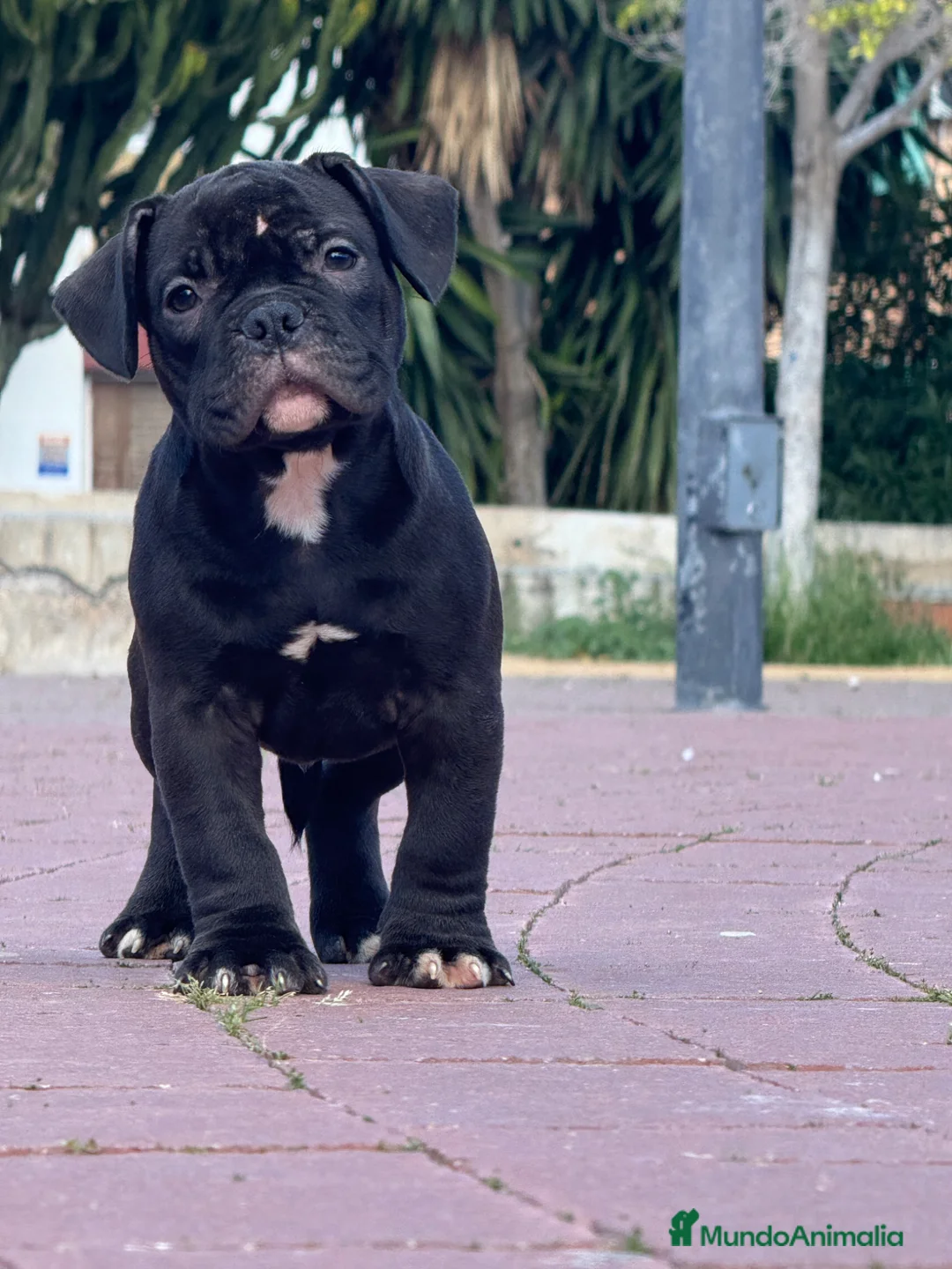 American Bully perros en venta: Cachorros de American Bully  - Anuncio 5