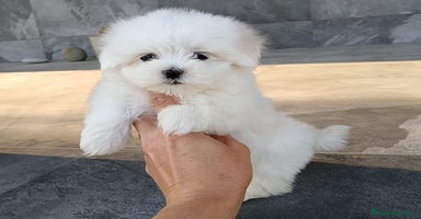 Bichón Maltés perros - Anuncio 3