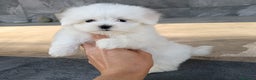 Bichón Maltés perros en venta: Bichon maltés  - Anuncio 2