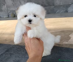 Bichón Maltés perros - Anuncio 4
