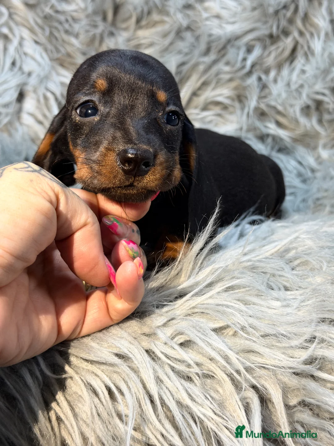 Teckel perros en venta: Teckel miniatura  - Anuncio 2