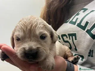 Golden Retriever perros Cachorros de Golden Retriever machos y hembras - Anuncio 1