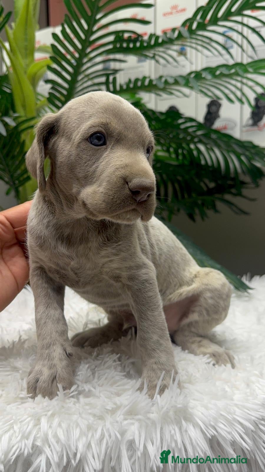 Braco Alemán de Pelo Corto perros en venta: BRACO ALEMAN - Anuncio 33