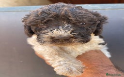 Perro de Agua Español perros en venta: Cachorros perro de agua español  - Imagen 4