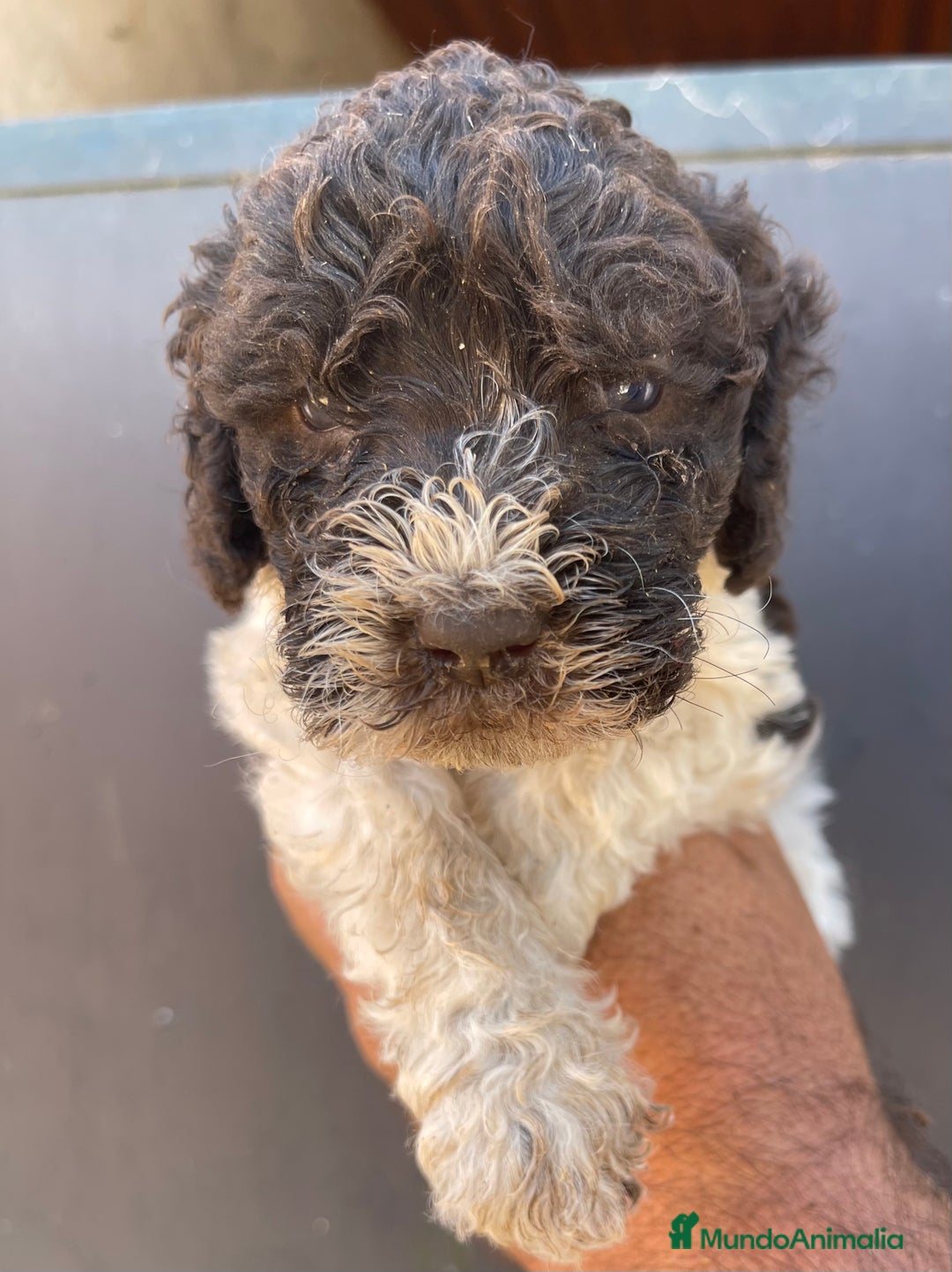 Perro de Agua Español perros en venta: Cachorros perro de agua español  - Imagen 4
