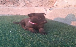 Pastor Belga Malinois perros en venta: PASTOR BELGA MALINOIS - Imagen 4