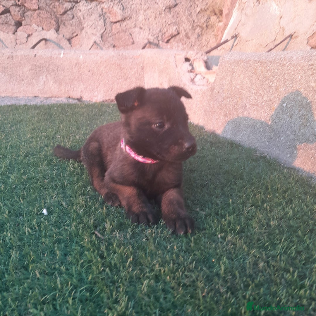 Pastor Belga Malinois perros en venta: PASTOR BELGA MALINOIS - Imagen 4