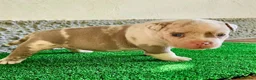 American Bully perros en venta: American Bully Pocket  - Anuncio 13