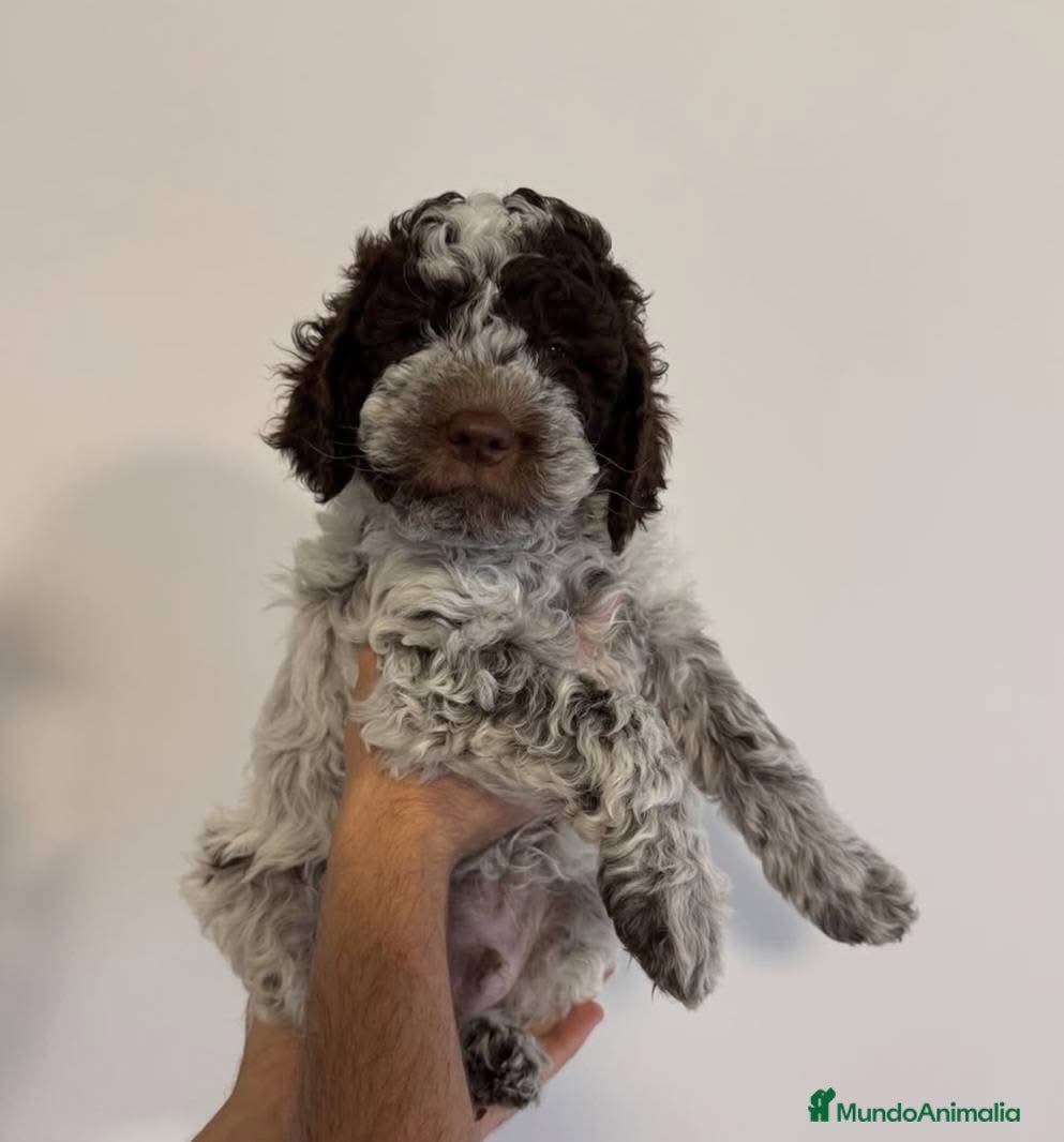 Perro de Agua Español perros PERRO DE AGUA LISTOS PARA ENTREGAR  - Anuncio 1
